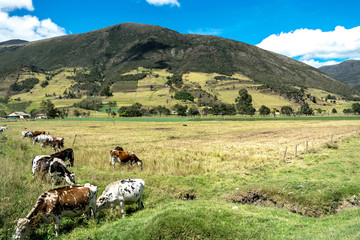 Cows eating next to mountain in Boyacá, Colombia
