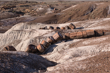 Broken trees in Petrified Forest