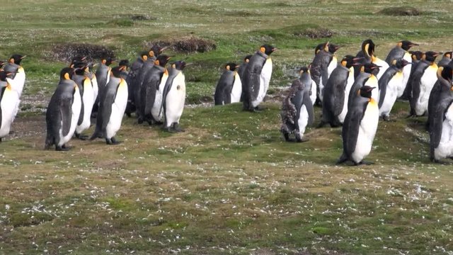 Imperial penguins on green Falkland Islands in Antarctica. Incredibly intelligent and dignified animals birds. Coast of cold ocean on background of snowy mountains.