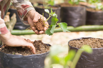 man culture vegetable on plantation