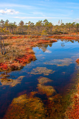 Kemeri National Park peat bog, autumn colors