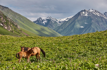 Horses on the mountain valley