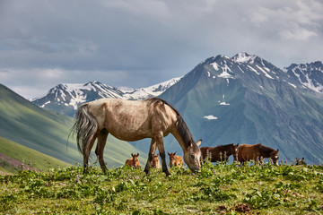 Fototapeta na wymiar Horses on the mountain valley
