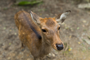 Adorable deer