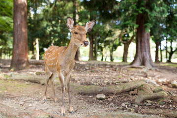 Naklejka na ściany i meble Young deer walking at a park