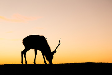 Deer buck in mountain at evening