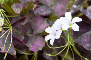 Oxalis or Indian park flowers