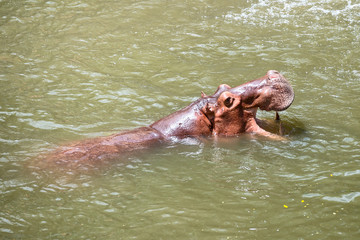 Hippopotamus.