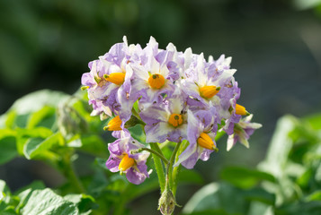 ジャガイモの花　紫のきれいな花でした。