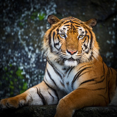 Fototapeta na wymiar Tigers.