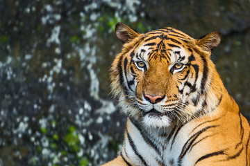 Fototapeta na wymiar Tiger in the zoo.