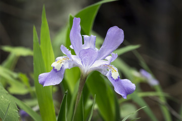 Dwarf Crested Iris Wildflower in the Woods