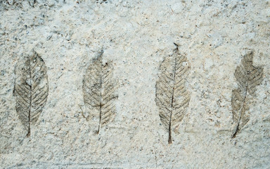 Leaf pattern on gray concrete background. home decor.