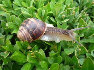  Grape snail