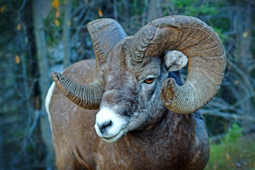 Bighorn Ram
