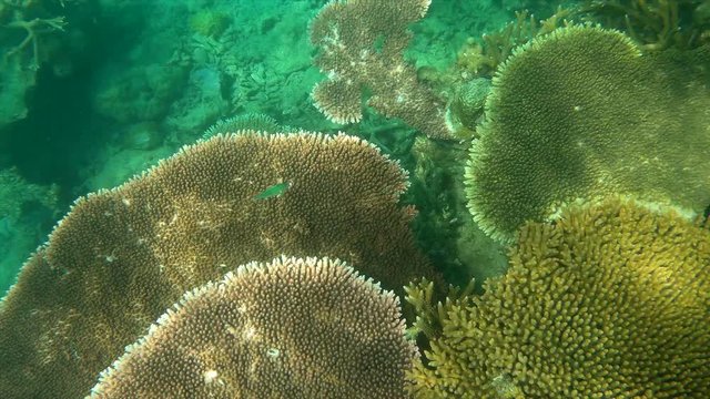 UNDERWATER: Tropical fish and coral reef. Tioman Island, Malaysia 