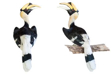 hornbill isolated on white background