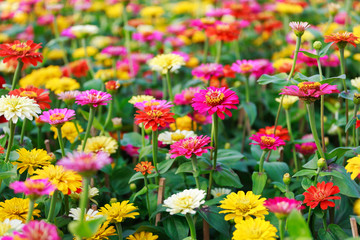 Fototapeta premium Beautiful colorful gerbera (Hoa Dong Tien) flowers, Binh Dong floating flower market, Saigon, Vietnam