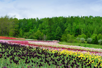 tulips in spring, colorful tulips at Hokkaido