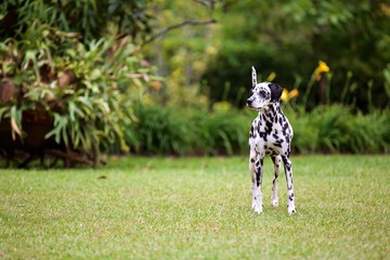 Standing dalmatian