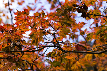 Fall Autumn Japanese Maple Branches, leaves. Red, orange yellow earthy colors