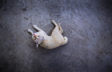 Yellow White Cat Striped Head Notch Lying