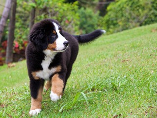 Bernese mountain puppy