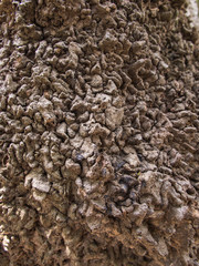 Tree Bark Liked a Rock