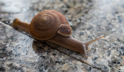 Snail crawling on marble floor.