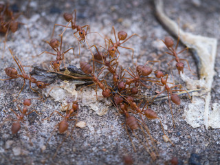 Ants Help to  Take a Food