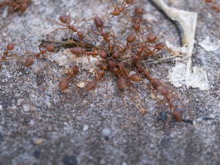 Ants Help to  Take a Food