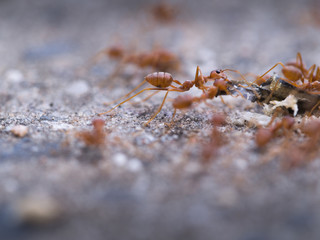 Ants Keep Food