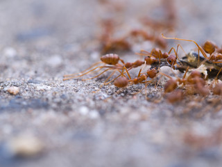 Ants Keep Food