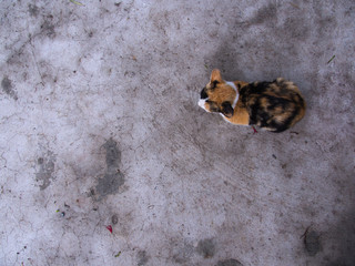 Multi-Colored Kitten crouching