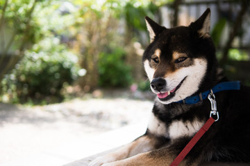 Shiba Inu / Kuroshiba