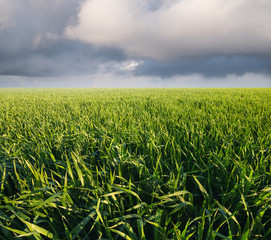 Grass on the field after rain. Agricultural landscape in the summer time..