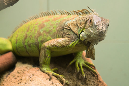 Green iguana / Iguana iguana