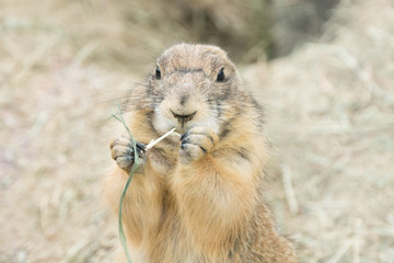 Black-tailed Prairie Dog / Cynomys ludovicianus