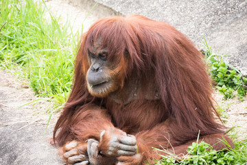 Orangutan / Pongo