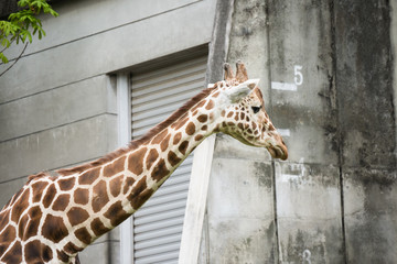Giraffe / Giraffa camelopardalis