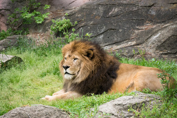 Fototapeta na wymiar Lion / Panthera leo