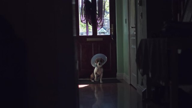 4K Shot Of A Beagle Dog Seating On Doormat with Collar