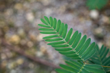 sensitive plant / Mimosa pudica