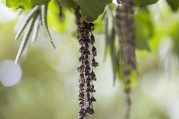 Soft green buds, flowers and leaves in Fall