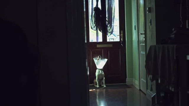 4K Shot Of A Beagle Dog Seating On Doormat with Collar