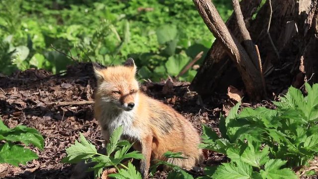 キタキツネの親