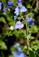 A blue Veronica chamaedrys flower, also known as germander speedwell, bird's-eye speedwell under the warm spring sun