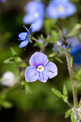 A blue Veronica chamaedrys flower, also known as germander speedwell, bird's-eye speedwell under the warm spring sun