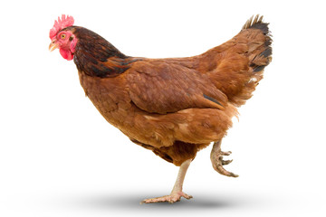 brown hen walking isolated on white, studio shot,chicken