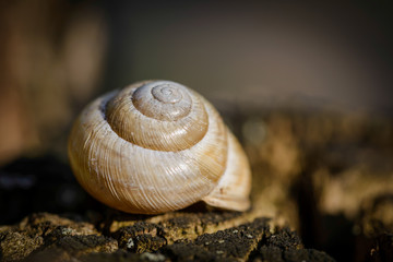Single snail shell, on a tree trunk in the dark forest, under a dramatic light